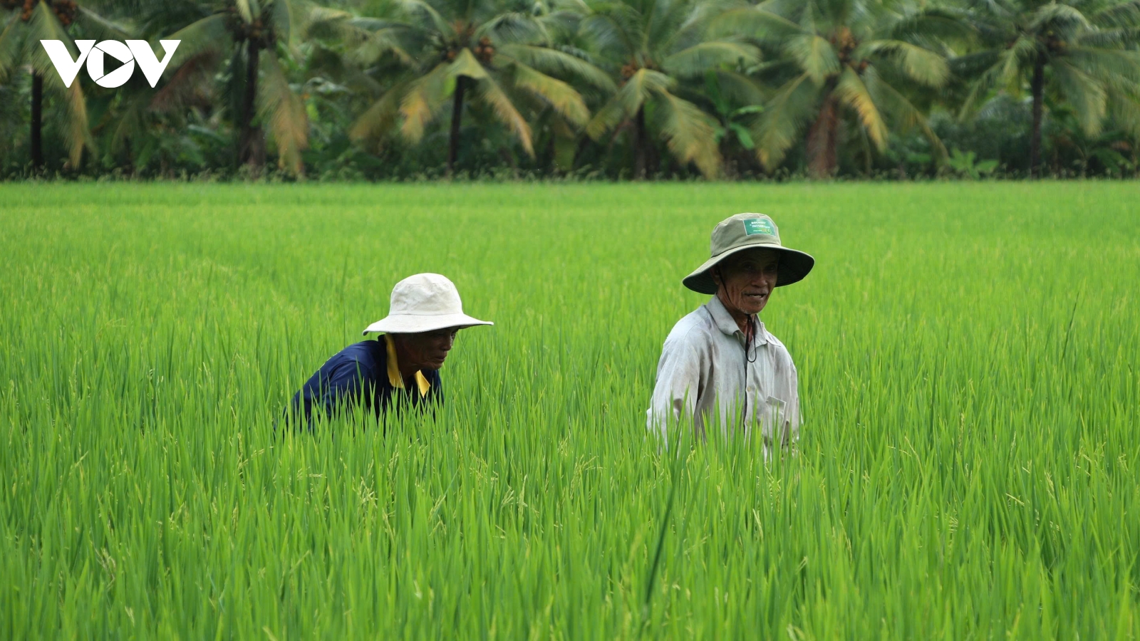 Nông dân Cần Thơ hạn chế phân bón hoá học giúp nâng cao chất lượng hạt gạo